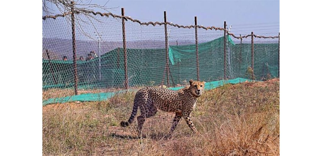 Boost To Indias Wildlife Diversity Pm Modi On Cheetahs Arriving