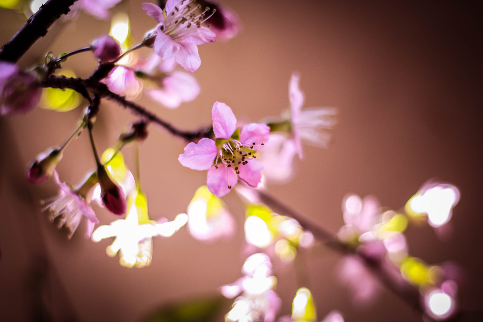 Shillong turns pink as Cherry Blossoms bloom in the city - Hello Tricity