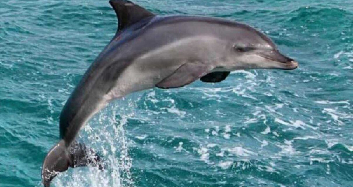 indus dolphins