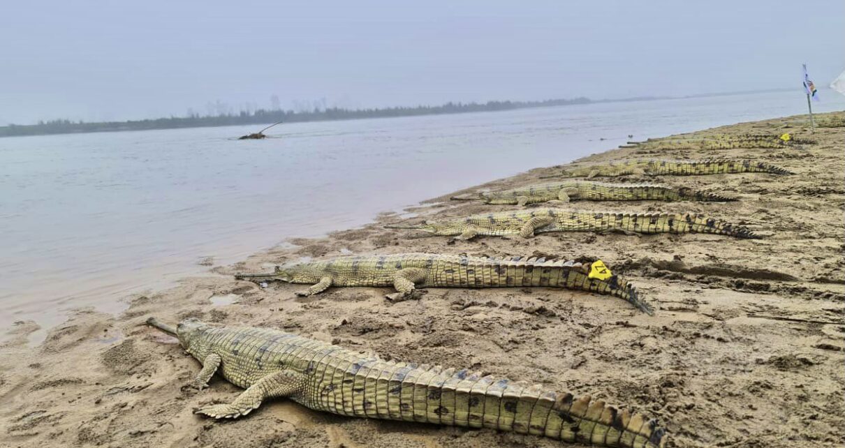 gharials