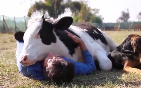 cow cuddling