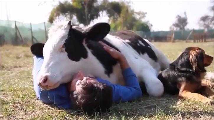 cow cuddling