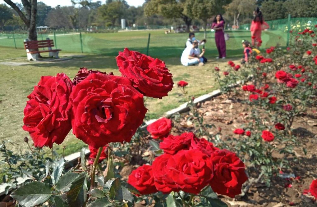 A close-up of vibrant red roses in full bloom at Zakir Hussain Rose Garden, Chandigarh, with visitors enjoying the scenic beauty in the background.