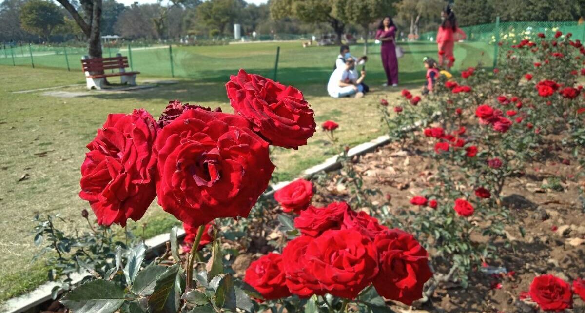 A close-up of vibrant red roses in full bloom at Zakir Hussain Rose Garden, Chandigarh, with visitors enjoying the scenic beauty in the background.