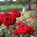 A close-up of vibrant red roses in full bloom at Zakir Hussain Rose Garden, Chandigarh, with visitors enjoying the scenic beauty in the background.