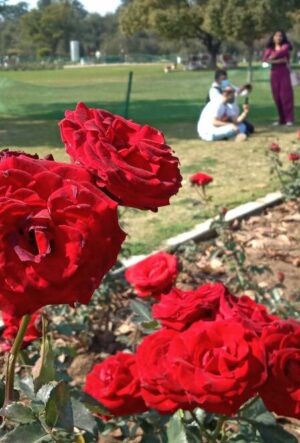 A close-up of vibrant red roses in full bloom at Zakir Hussain Rose Garden, Chandigarh, with visitors enjoying the scenic beauty in the background.