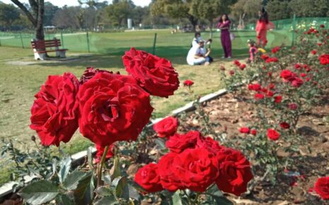 A close-up of vibrant red roses in full bloom at Zakir Hussain Rose Garden, Chandigarh, with visitors enjoying the scenic beauty in the background.